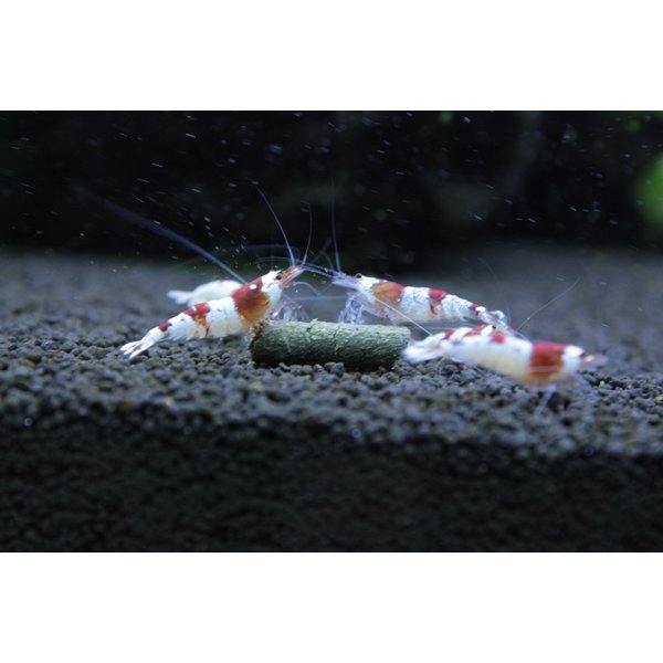 画像7: Red Bee Ambitious 30g (7)